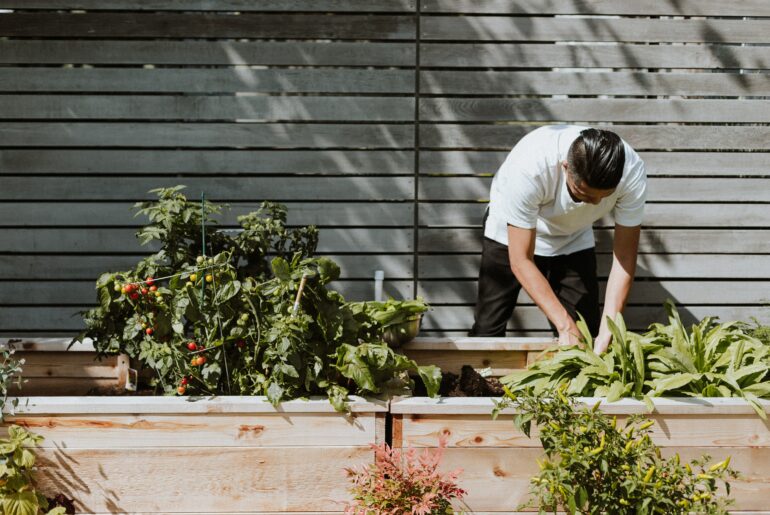 man wearing white shirt and black pants is hunched over tending to tomato plants in a garden