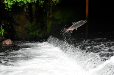 gray fish jumping over body of water surrounded with plants