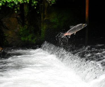 gray fish jumping over body of water surrounded with plants
