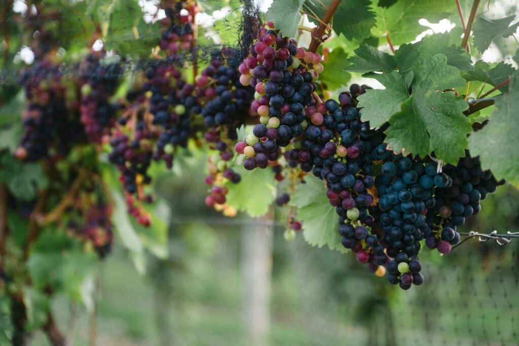 Finger Lakes Vineyards Turn to Sustainability Amid Climate Pressures