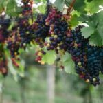 Finger Lakes Vineyards Turn to Sustainability Amid Climate Pressures