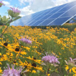 Solar Meadows Are Sparking an Insect Comeback — With Big Wins for Farmers