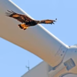 Renewables are Becoming Wildlife Refuge: Here’s the Most Innovative Examples